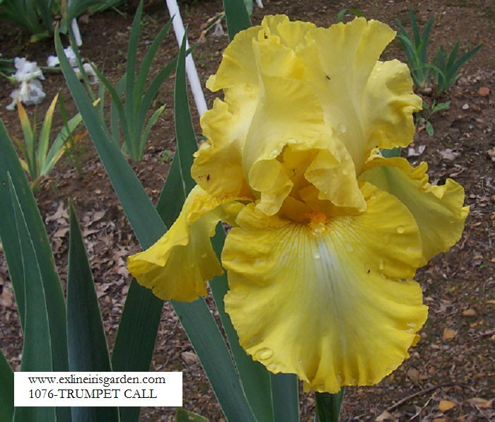 The flower Trumpet Call - Tall Bearded Iris (TB)