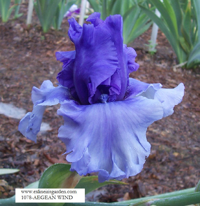 The flower Aegean Wind - Tall Bearded Iris (TB)