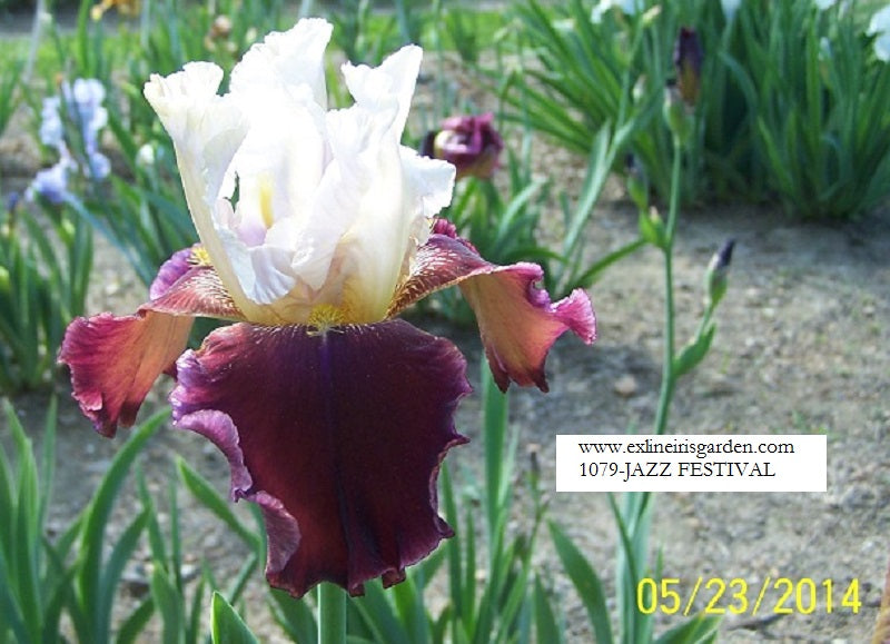 The flower Jazz Festival - Tall Bearded Iris (TB)