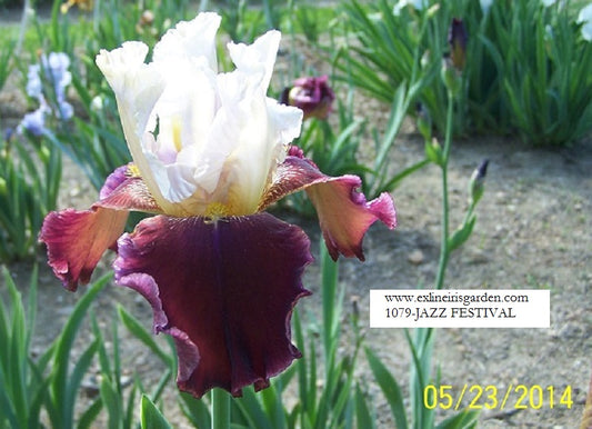 The flower Jazz Festival - Tall Bearded Iris (TB)