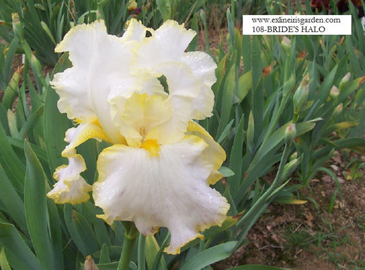 The flower Bride's Halo - Tall Bearded Iris (TB)