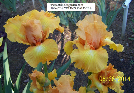 The flower Crackling Caldera - Tall Bearded Iris (TB)