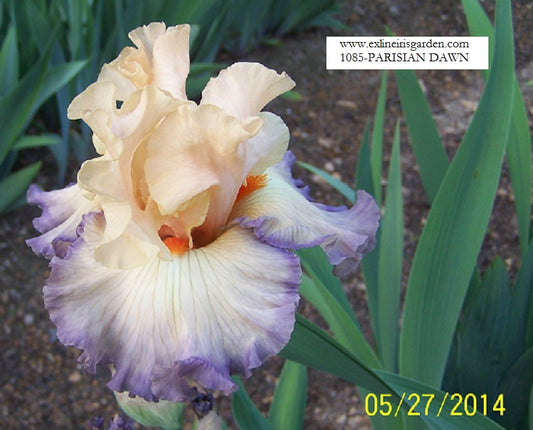 The flower Parisian Dawn - Tall Bearded Iris (TB)