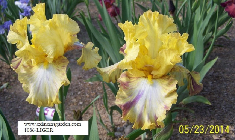 The flower Liger - Tall Bearded Iris (TB)