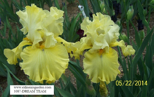 The flower Dream Team - Tall Bearded Iris (TB)