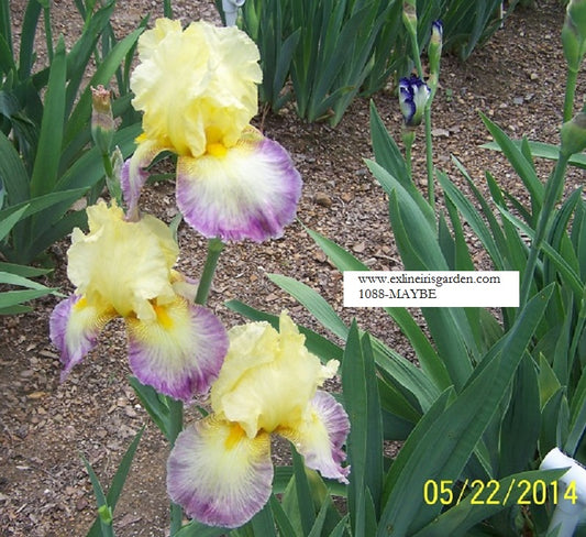 The flower Maybe - Tall Bearded Iris (TB)