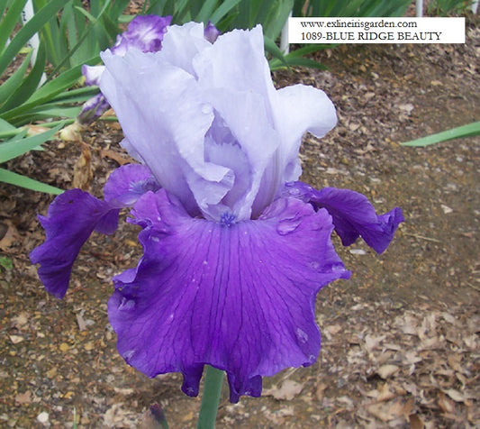 The flower Blue Ridge Beauty - Tall Bearded Iris (TB)