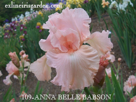 The flower Anna Belle Babson - Tall Bearded Iris (TB)