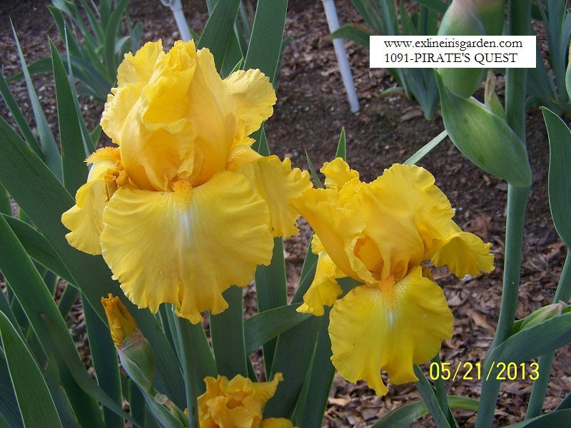 The flower Pirate's Quest - Tall Bearded Iris (TB)