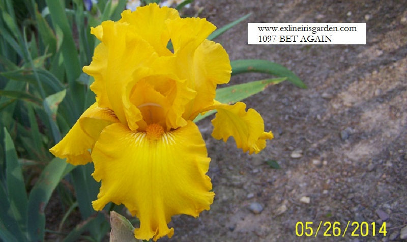 The flower Bet Again - Tall Bearded Iris (TB)