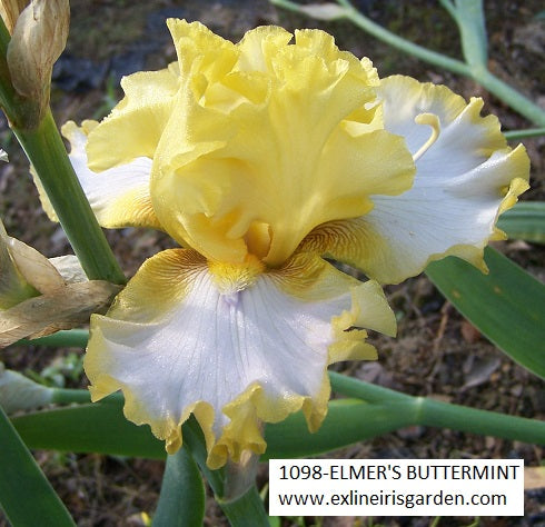 The flower Elmer's Buttermint - Tall Bearded Iris (TB)