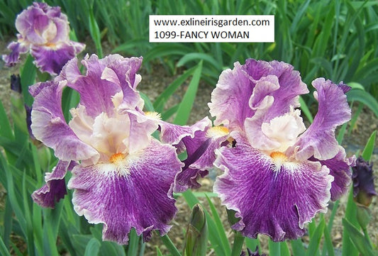 The flower Fancy Woman - Tall Bearded Iris (TB)