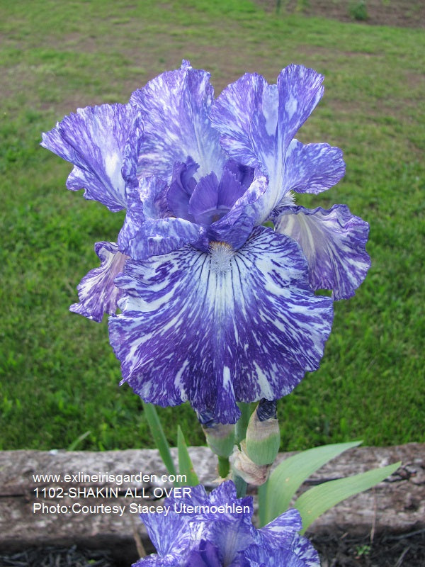 The flower Shakin' All Over - Tall Bearded Iris (TB)