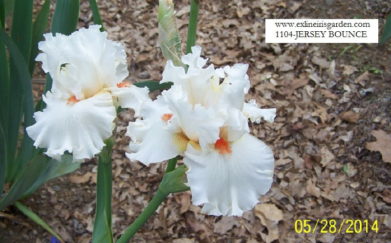 The flower Jersey Bounce - Tall Bearded Iris (TB)