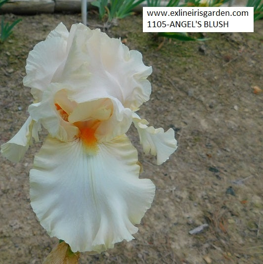 The flower Angel's Blush - Tall Bearded Iris (TB)