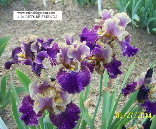 The flower Let's Be Friends - Tall Bearded Iris (TB)