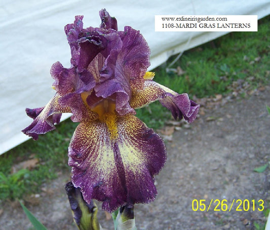 The flower Mardi Gras Lanterns - Tall Bearded Iris (TB)