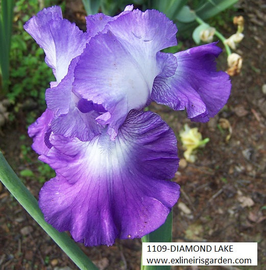 The flower Diamond Lake - Tall Bearded Iris (TB)