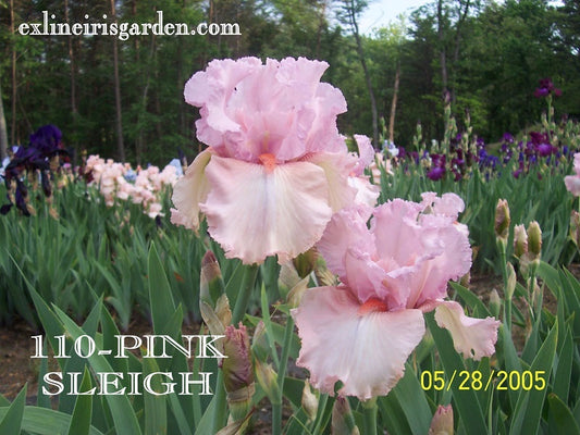 The flower Pink Sleigh - Tall Bearded Iris (TB)