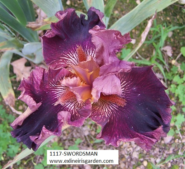 The flower Swordsman - Tall Bearded Iris (TB)