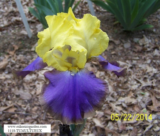 The flower Tumultueux - Tall Bearded Iris (TB)