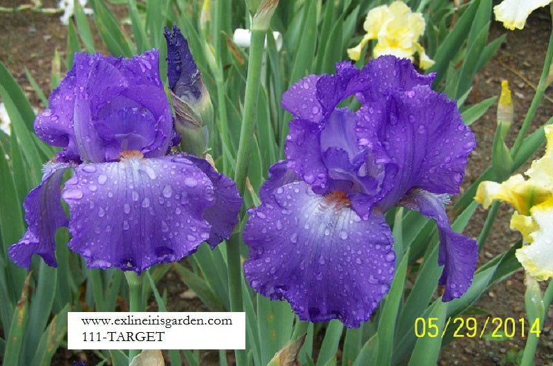 The flower Target - Tall Bearded Iris (TB)