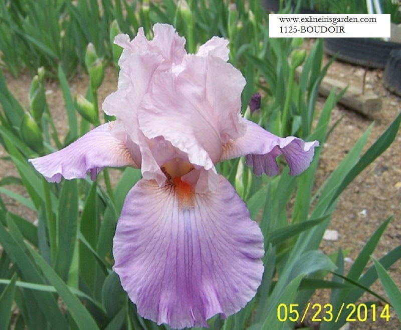 The flower Boudoir - Tall Bearded Iris (TB)