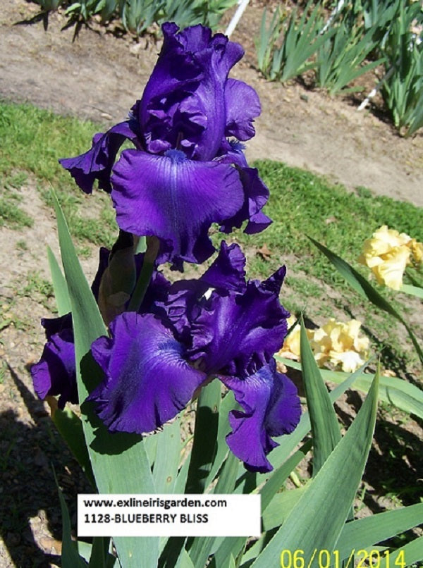 The flower Blueberry Bliss - Tall Bearded Iris (TB)