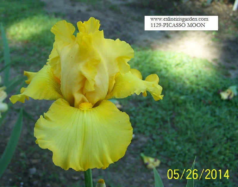 The flower Picasso Moon - Tall Bearded Iris (TB)