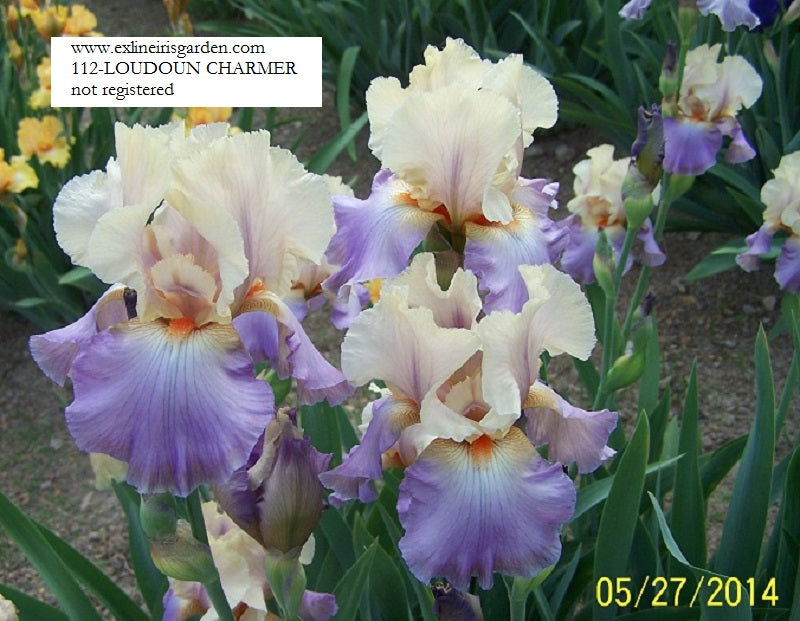 The flower Loudoun Charmer - Tall Bearded Iris (TB)