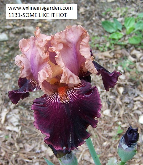 The flower Some Like It Hot - Tall Bearded Iris (TB)