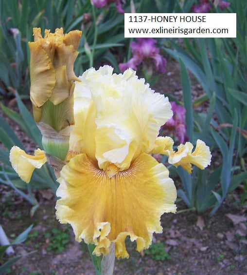 The flower Honey House - Tall Bearded Iris (TB)