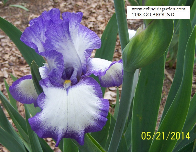 The flower Go Around - Tall Bearded Iris (TB)