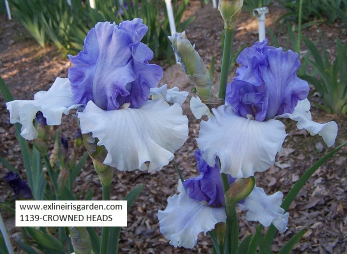 The flower Crowned Heads - Tall Bearded Iris (TB)