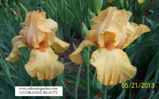 The flower Orange Beauty - Tall Bearded Iris (TB)