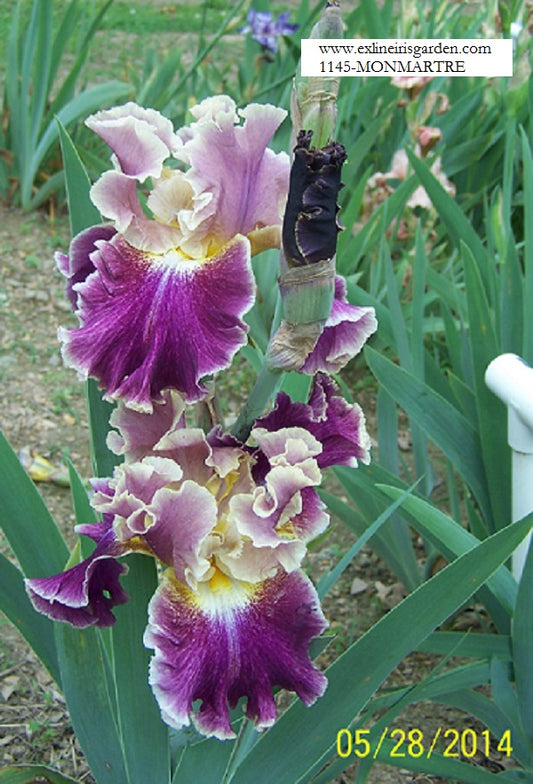 The flower Montmartre - Tall Bearded Iris (TB)