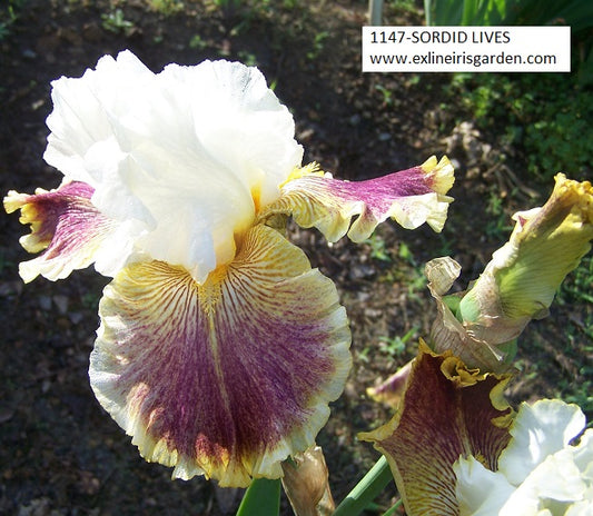 The flower Sordid Lives - Tall Bearded Iris (TB)