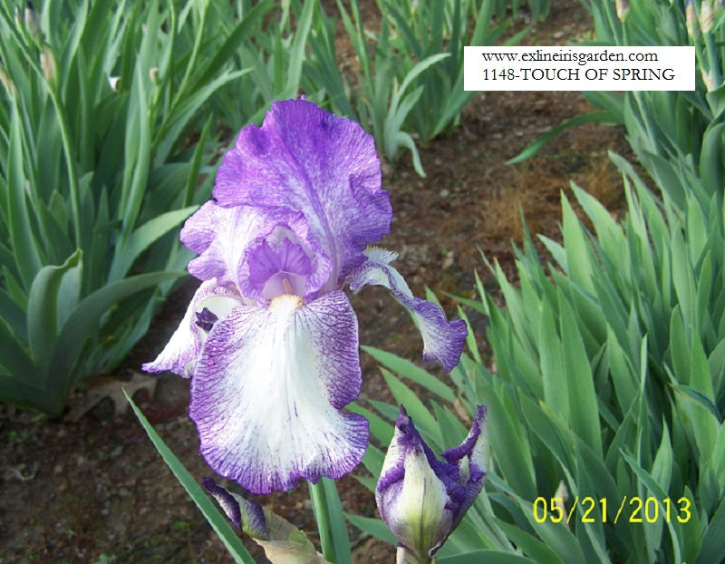 The flower Touch Of Spring - Tall Bearded Iris (TB)