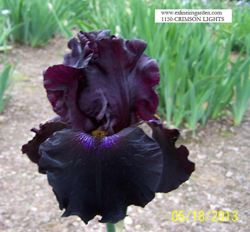 The flower Crimson Lights - Tall Bearded Iris (TB)