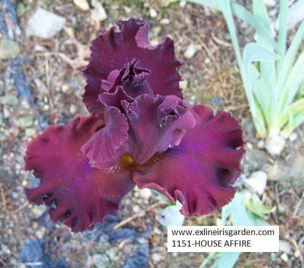 The flower House Afire - Tall Bearded Iris (TB)