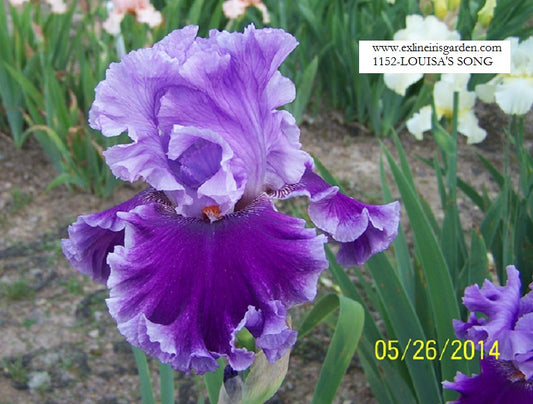 The flower Louisa's Song - Tall Bearded Iris (TB)