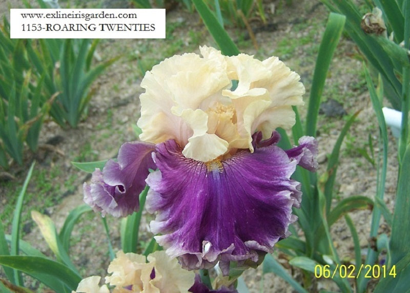 The flower Roaring Twenties - Tall Bearded Iris (TB)