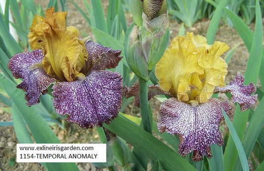 The flower Temporal Anomaly - Tall Bearded Iris (TB)