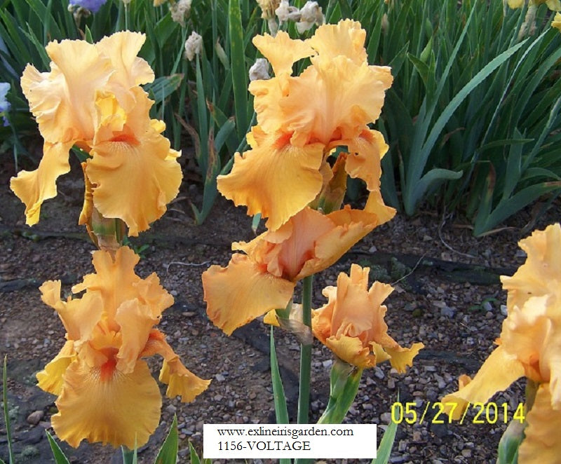 The flower Voltage - Tall Bearded Iris (TB)