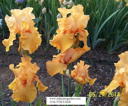 The flower Voltage - Tall Bearded Iris (TB)