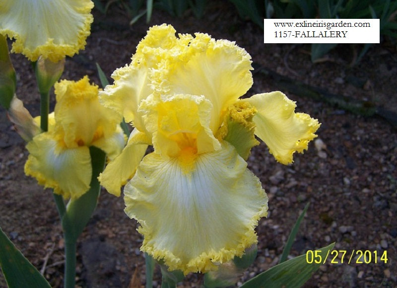 The flower Fallalery - Tall Bearded Iris (TB)