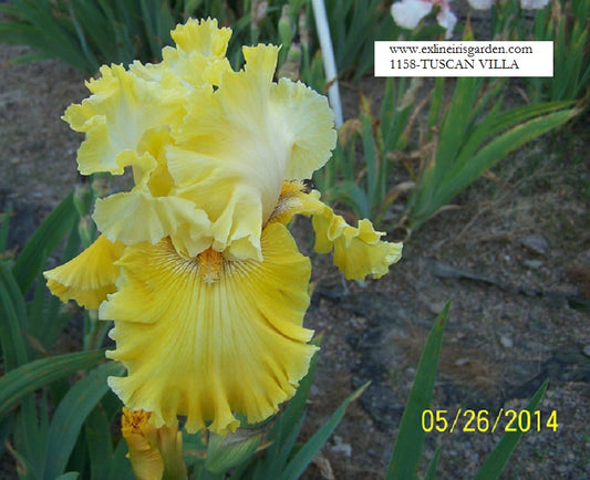 The flower Tuscan Villa - Tall Bearded Iris (TB)