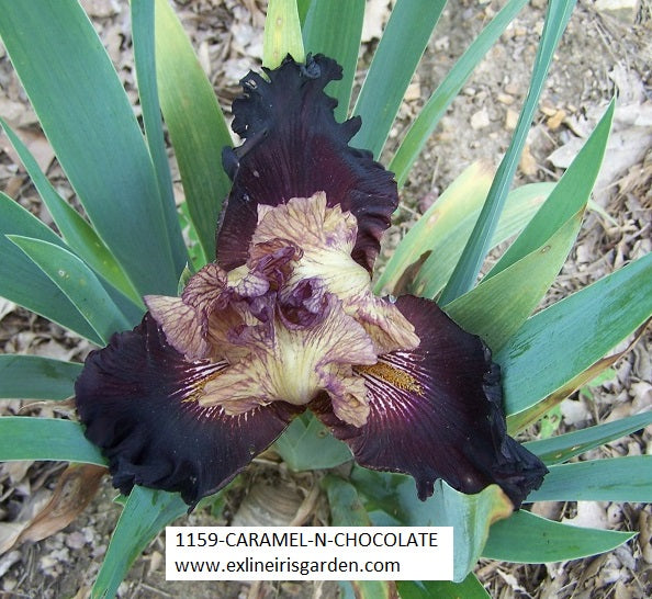 The flower Caramel 'N Chocolate - Tall Bearded Iris (TB)