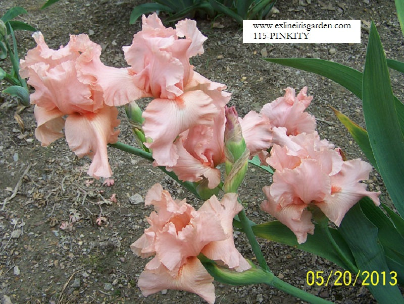 The flower Pinkity - Tall Bearded Iris (TB)