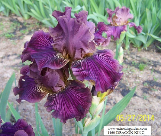 The flower Dragon King - Tall Bearded Iris (TB)